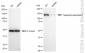 KD-Validated Anti-Tripeptidyl peptidase 2 Rabbit Monoclonal Antibody