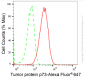 KD-Validated Anti-Tumor Protein P73 Rabbit Monoclonal Antibody