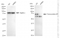KD-Validated Anti-Tumor Protein P73 Rabbit Monoclonal Antibody