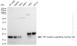 KD-Validated Anti-TNFRSF12A Rabbit Monoclonal Antibody