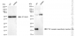 KD-Validated Anti-TNFRSF12A Rabbit Monoclonal Antibody