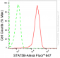 KD-Validated Anti-STAT5B Rabbit Monoclonal Antibody