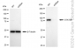 KD-Validated Anti-STAT5B Rabbit Monoclonal Antibody