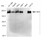 KD-Validated Anti-Zinc Finger E-Box Binding Homeobox 1 Rabbit Monoclonal Antibody