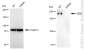 KD-Validated Anti-Zinc Finger E-Box Binding Homeobox 1 Rabbit Monoclonal Antibody