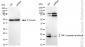 KD-Validated Anti-TNF Alpha Induced Protein 8 Rabbit Monoclonal Antibody