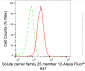 KD-Validated Anti-SLC25A12 Rabbit Monoclonal Antibody