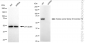 KD-Validated Anti-SLC25A12 Rabbit Monoclonal Antibody