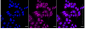 KD-Validated Anti-Serine Racemase Rabbit Monoclonal Antibody