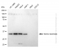 KD-Validated Anti-Serine Racemase Rabbit Monoclonal Antibody