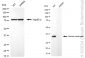 KD-Validated Anti-Serine Racemase Rabbit Monoclonal Antibody