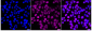 KD-Validated Anti-UBE2T Rabbit Monoclonal Antibody