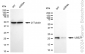 KD-Validated Anti-UBE2T Rabbit Monoclonal Antibody