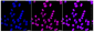 KD-Validated Anti-U2AF2 Rabbit Monoclonal Antibody
