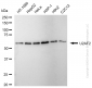 KD-Validated Anti-U2AF2 Rabbit Monoclonal Antibody