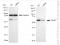 KD-Validated Anti-U2AF2 Rabbit Monoclonal Antibody