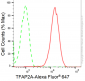 KD-Validated Anti-TFAP2A Rabbit Monoclonal Antibody