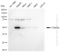 KD-Validated Anti-TFAP2A Rabbit Monoclonal Antibody