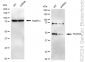 KD-Validated Anti-TFAP2A Rabbit Monoclonal Antibody