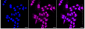 KD-Validated Anti-Tropomyosin 1 Rabbit Monoclonal Antibody
