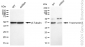 KD-Validated Anti-Tropomyosin 1 Rabbit Monoclonal Antibody