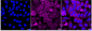 KD-Validated Anti-Sorting Nexin 1 Rabbit Monoclonal Antibody