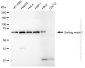 KD-Validated Anti-Sorting Nexin 1 Rabbit Monoclonal Antibody