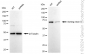 KD-Validated Anti-Sorting Nexin 1 Rabbit Monoclonal Antibody