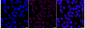 KD-Validated Anti-Somatostatin Receptor 5 Rabbit Monoclonal Antibody