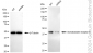 KD-Validated Anti-Somatostatin Receptor 5 Rabbit Monoclonal Antibody