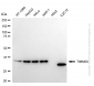 KD-Validated Anti-TIMM50 Rabbit Monoclonal Antibody