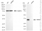KD-Validated Anti-TIMM50 Rabbit Monoclonal Antibody