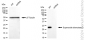 KD-Validated Anti-Superoxide Dismutase 2 Rabbit Monoclonal Antibody