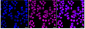 KD-Validated Anti-SMC3 Rabbit Monoclonal Antibody