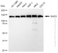 KD-Validated Anti-SMC3 Rabbit Monoclonal Antibody
