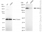 KD-Validated Anti-SMC3 Rabbit Monoclonal Antibody