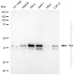 KD-Validated Anti-TIA1 Rabbit Monoclonal Antibody