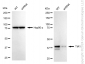 KD-Validated Anti-TIA1 Rabbit Monoclonal Antibody