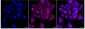KD-Validated Anti-SMYD3 Rabbit Monoclonal Antibody