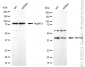 KD-Validated Anti-SMYD3 Rabbit Monoclonal Antibody
