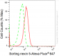 KD-Validated Anti-Sorting Nexin 5 Rabbit Monoclonal Antibody