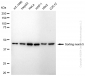 KD-Validated Anti-Sorting Nexin 5 Rabbit Monoclonal Antibody