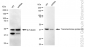 KD-Validated Anti-Transmembrane Protein 43 Rabbit Monoclonal Antibody