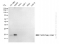 KD-Validated Anti-Ferritin heavy chain 1 Rabbit Monoclonal Antibody