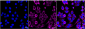 KD-Validated Anti-Versican Rabbit Monoclonal Antibody