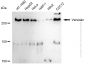 KD-Validated Anti-Versican Rabbit Monoclonal Antibody