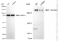 KD-Validated Anti-Versican Rabbit Monoclonal Antibody