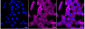 KD-Validated Anti-SMC4 Rabbit Monoclonal Antibody