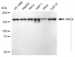 KD-Validated Anti-SMC4 Rabbit Monoclonal Antibody