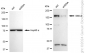 KD-Validated Anti-SMC4 Rabbit Monoclonal Antibody